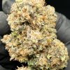 Buy 9 lb Hammer Cannabis Strain Online