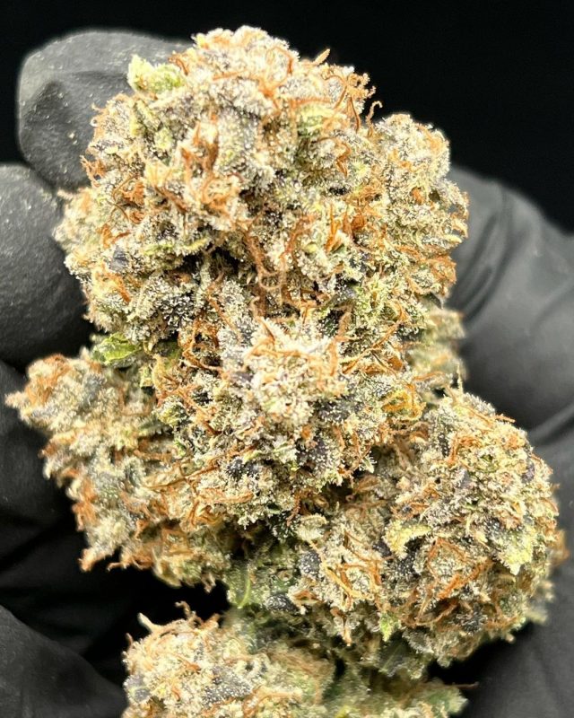 Buy 9 lb Hammer Cannabis Strain Online