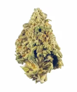 Dense 9 lb Hammer indica strain bud showing dark lime green leaves and deep purple undertones with frosty trichomes.