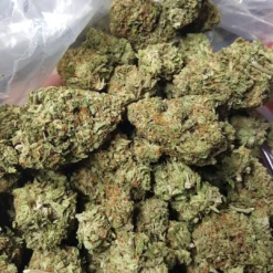 Premium Acapulco Gold sativa strain bud showing distinct golden-green leaves and a thick layer of amber trichomes.
