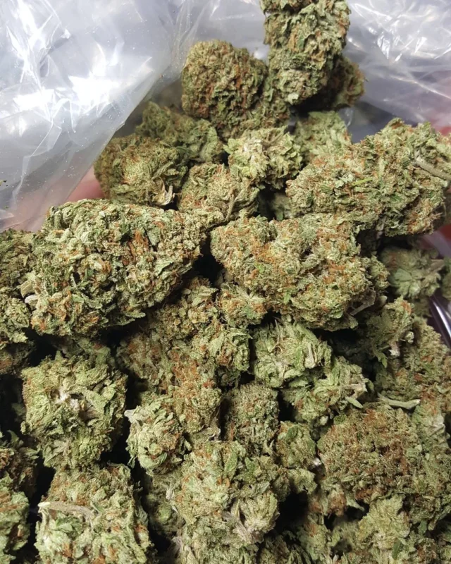 Premium Acapulco Gold sativa strain bud showing distinct golden-green leaves and a thick layer of amber trichomes.