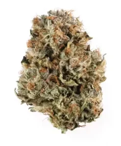 Dense Blue Cheese indica strain bud with mixed olive green and deep purple hues covered in amber hairs.