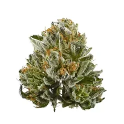 Chunky Bubba Kush indica strain bud featuring dark forest green leaves and rich purple undertones covered in frosty trichomes.