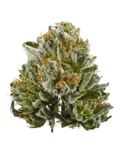 Chunky Bubba Kush indica strain bud featuring dark forest green leaves and rich purple undertones covered in frosty trichomes.