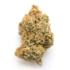 Dense Cream Soda hybrid strain bud showing deep forest green leaves, vibrant purple accents, and amber hairs.