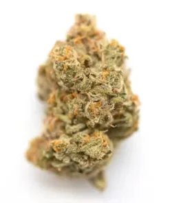 Dense Cream Soda hybrid strain bud showing deep forest green leaves, vibrant purple accents, and amber hairs.