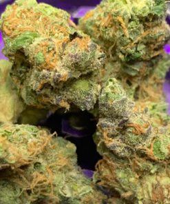 Buy East Coast allien Online