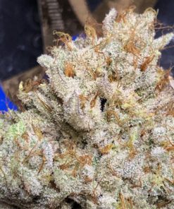 Buy White Rhino Online