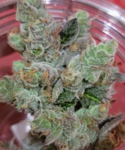 Buy White Widow Online.