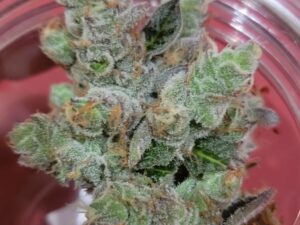 Buy White Widow Online.