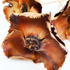 Psilocybe mexicana