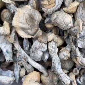 Psilocybin mushrooms