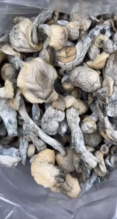 Psilocybin mushrooms