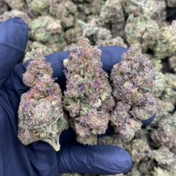 Macro shot of dense Adios Motherfucker strain bud showing deep purple and emerald green hues with frosty white trichomes.