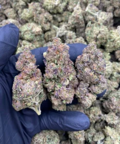 Macro shot of dense Adios Motherfucker strain bud showing deep purple and emerald green hues with frosty white trichomes.