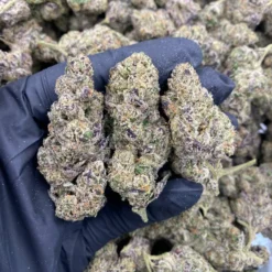 A dense Astro Candy hybrid strain bud showing vibrant light green leaves and sticky silver-white trichomes.