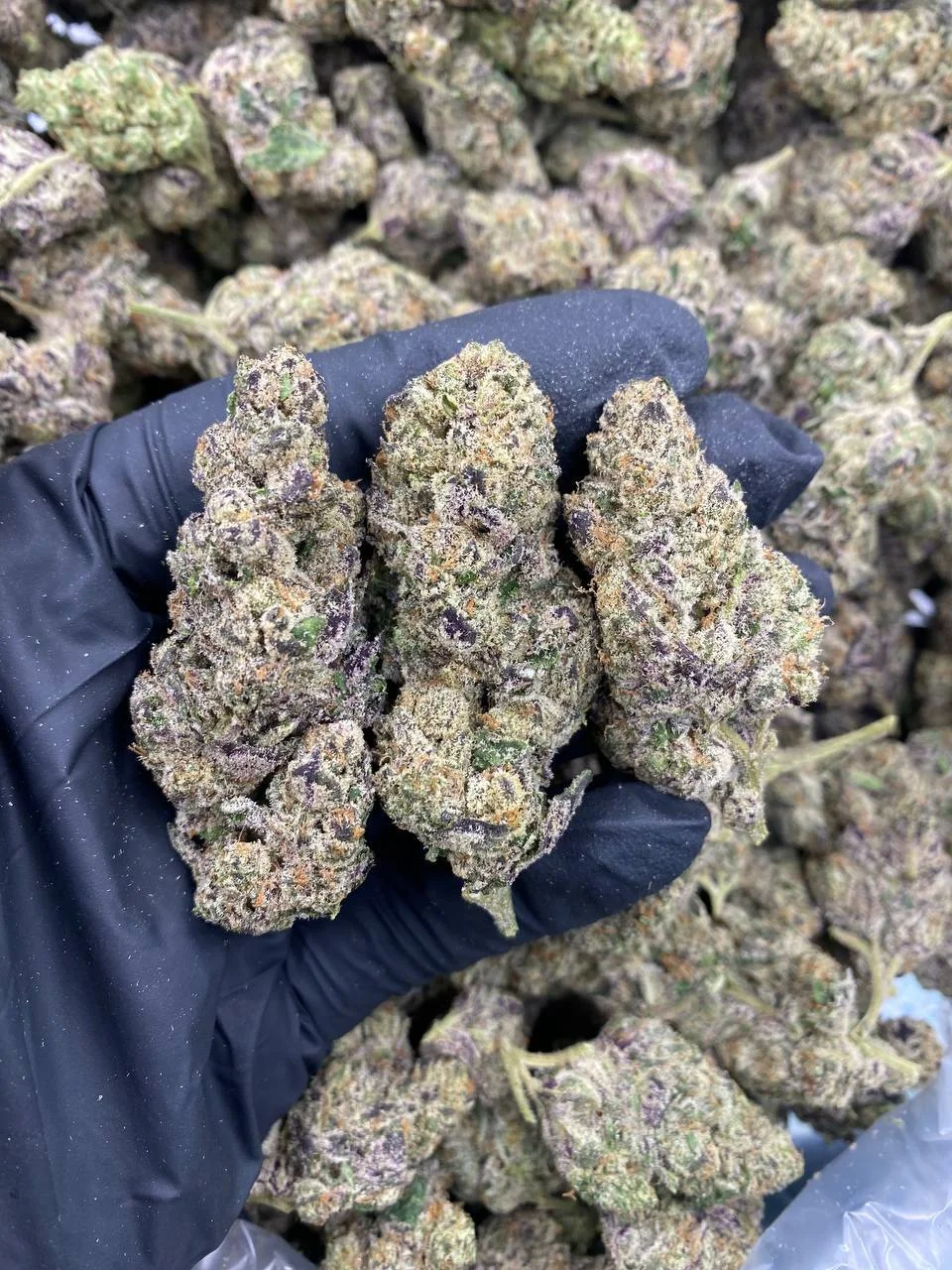 A dense Astro Candy hybrid strain bud showing vibrant light green leaves and sticky silver-white trichomes.