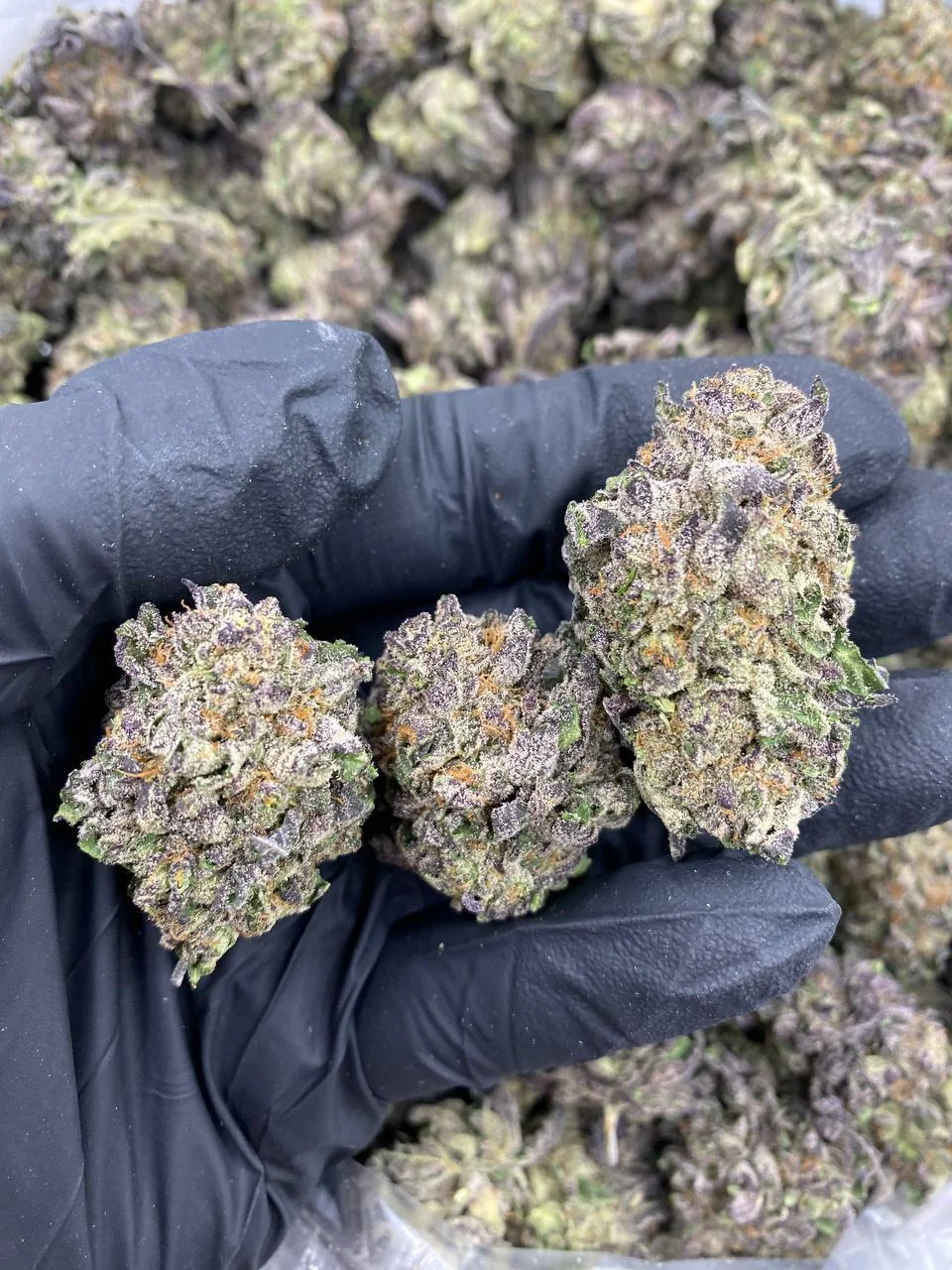 Bright green Berry Smoothie hybrid strain bud with subtle purple undertones and a sticky layer of trichomes.