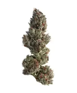 Dense Double Runtz strain bud showing rich purple and lime green hues under a heavy frosting of white trichomes.