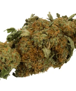 Cannabis