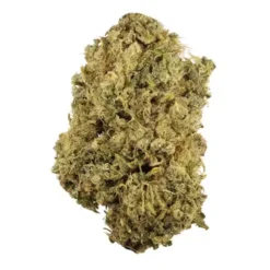 Large, elongated Durban Poison sativa strain bud showing bright sage-green leaves and thick orange hairs.