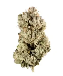 Close-up of Gorilla Glue #4 cannabis buds with dense trichomes and earthy green tones