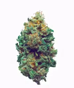 Close-up of Harlequin cannabis strain flower with vibrant green buds, orange pistils, and crystal trichomes