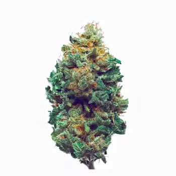 Close-up of Harlequin cannabis strain flower with vibrant green buds, orange pistils, and crystal trichomes