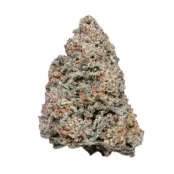 Close-up of dense MAC 1 cannabis buds with frosty trichomes and vibrant orange hairs.