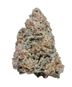 Close-up of dense MAC 1 cannabis buds with frosty trichomes and vibrant orange hairs.