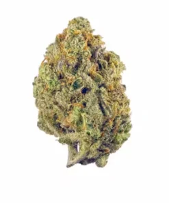 Close-up of Super Lemon Haze cannabis buds showcasing vibrant green color, orange hairs, and frosty trichomes.