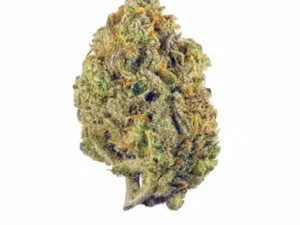 Close-up of Super Lemon Haze cannabis buds showcasing vibrant green color, orange hairs, and frosty trichomes.