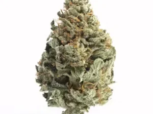 White Runtz cannabis buds – frosty trichomes, vibrant greens, and purple hues.