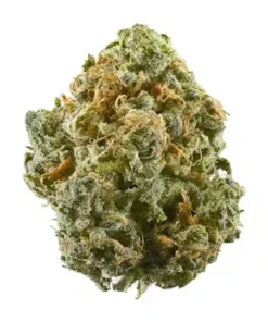 ZaZa weed strain with dense purple and green buds covered in frosty trichomes.
