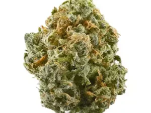 ZaZa weed strain with dense purple and green buds covered in frosty trichomes.